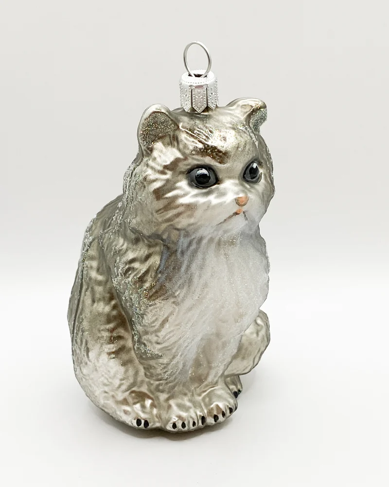 Grau-weisse Perser-Katze