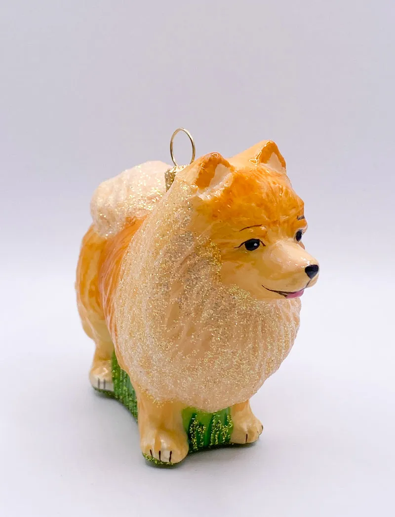 Zwergspitz, Pomeranian