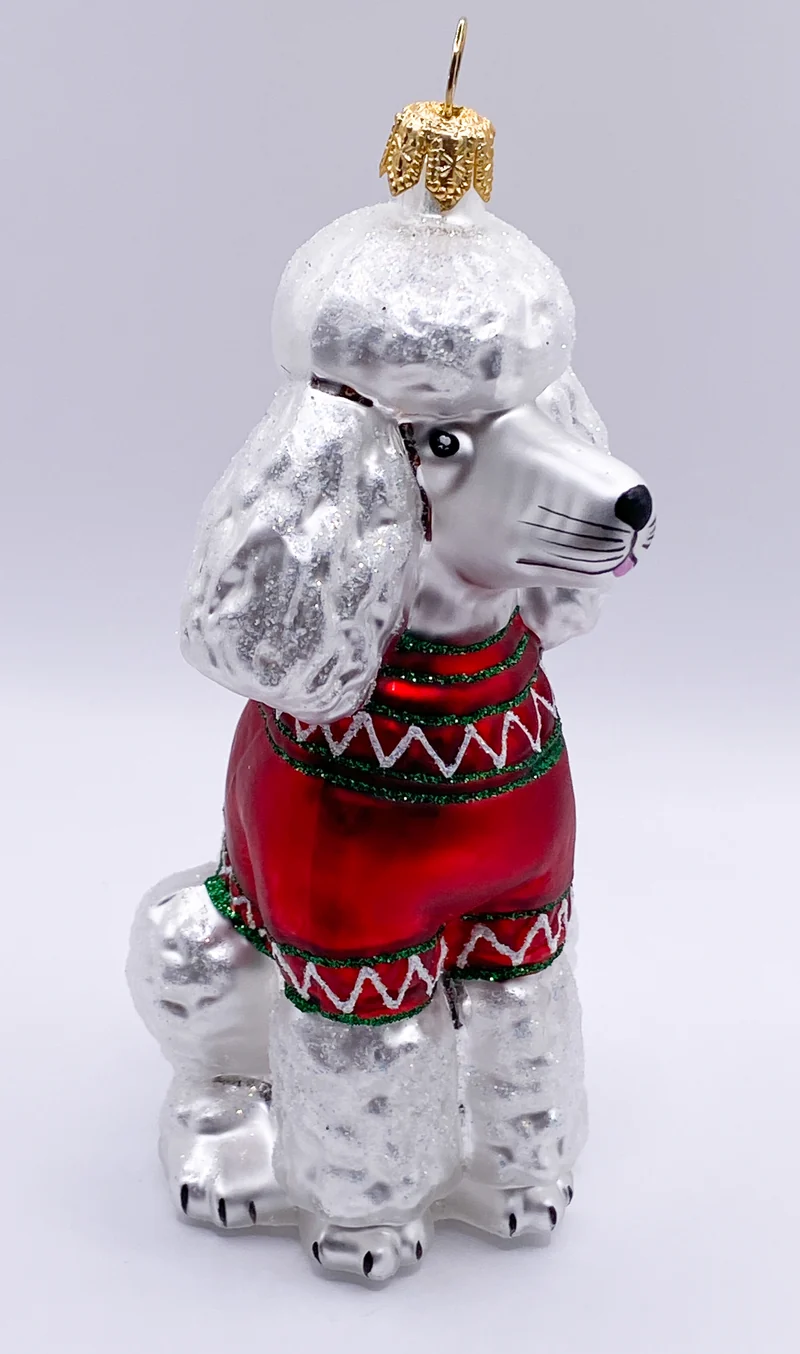 Weisser Pudel im Winterpullover