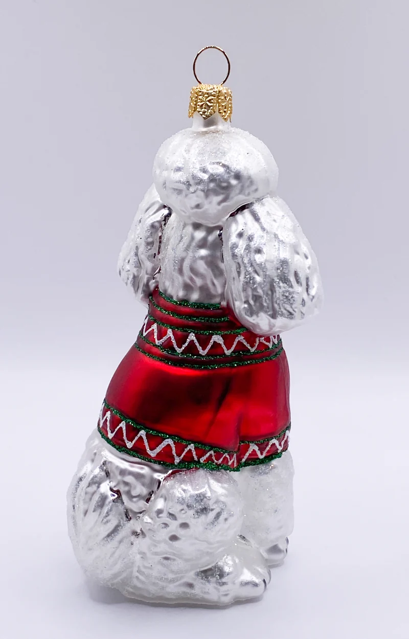 Weisser Pudel im Winterpullover