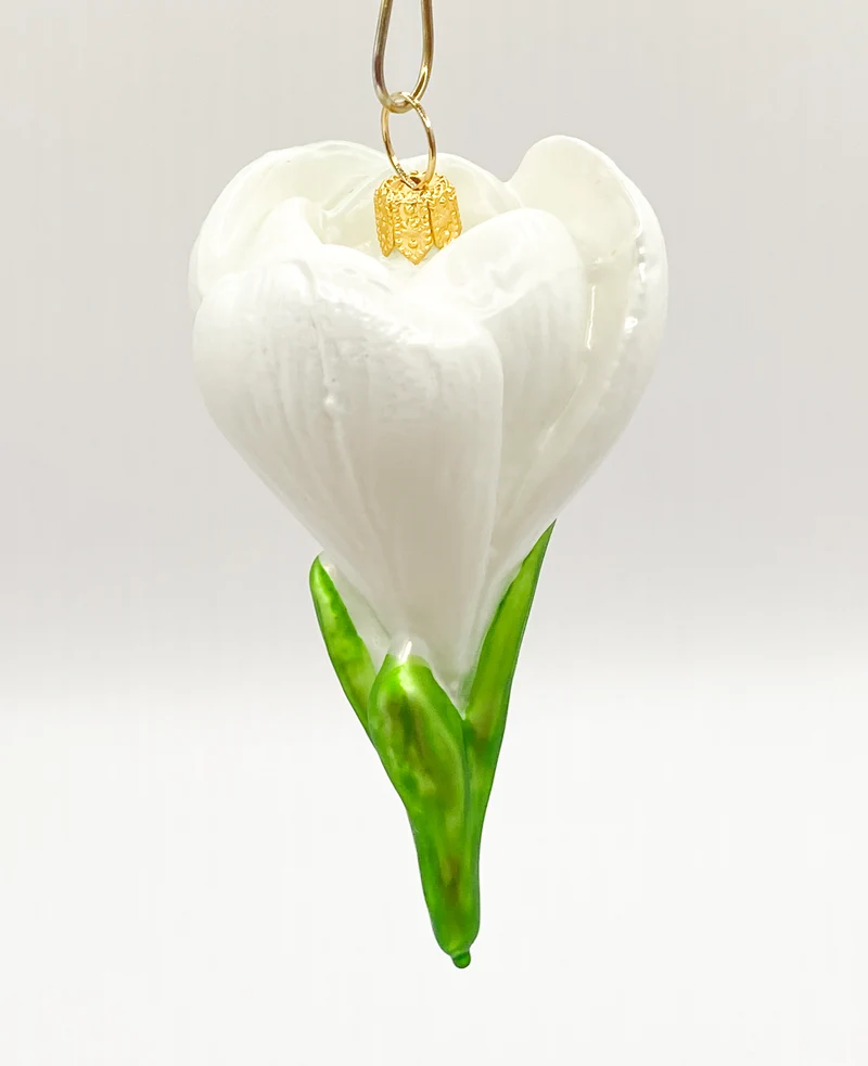 Krokusblüte weiss