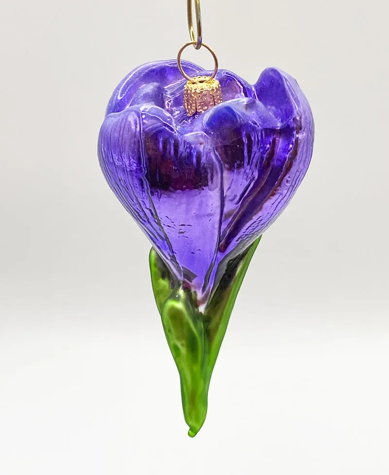 Krokusblüte violett