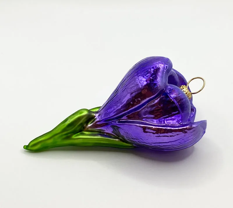 Krokusblüte violett