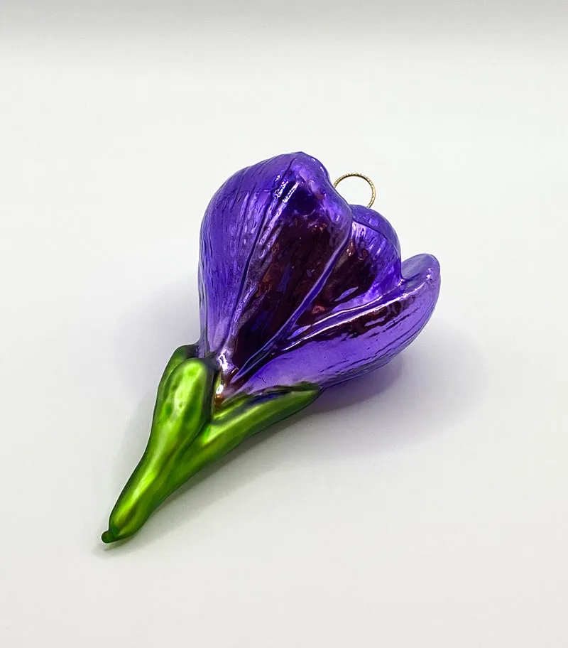 Krokusblüte violett