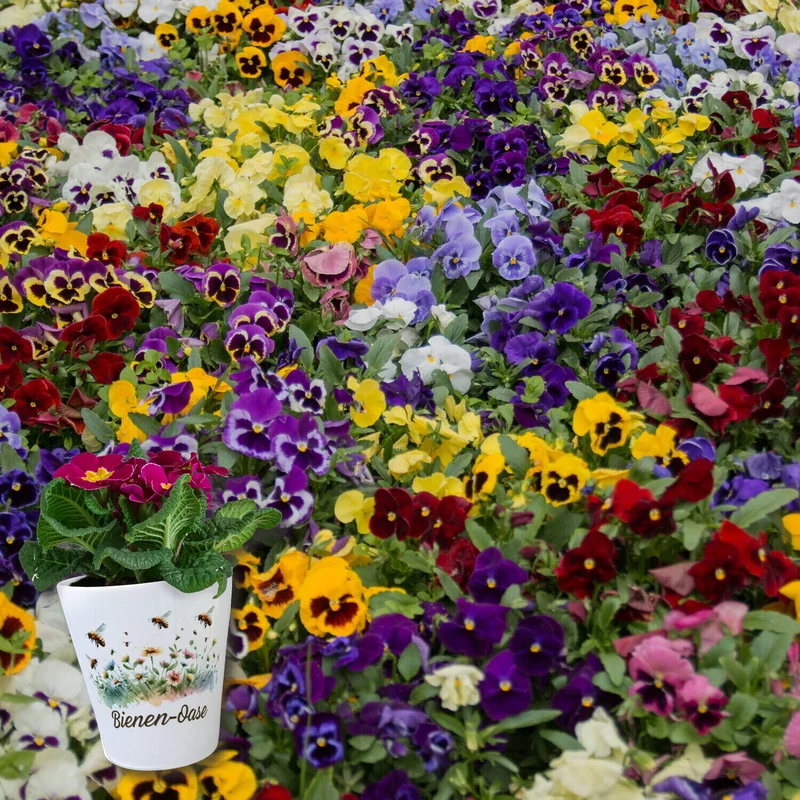 Bienenwiese Blumentopf mit Spruch Bienen-Oase
