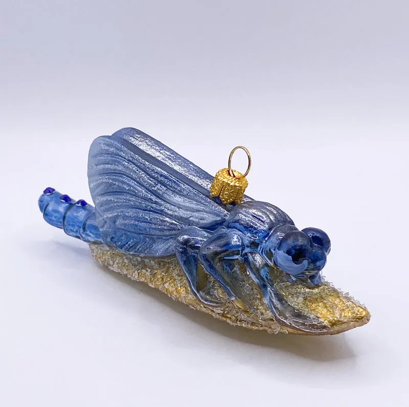 Libelle sitzt auf dem goldenen Blatt, blau