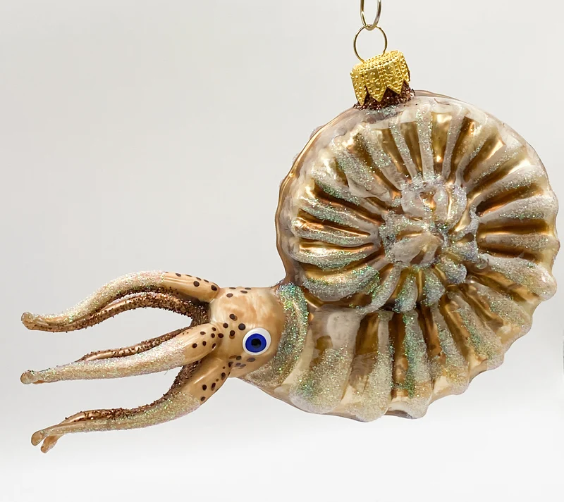 Grosser Nautilus