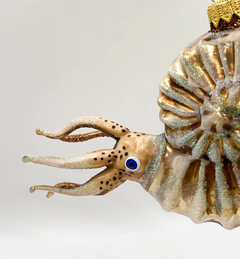 Grosser Nautilus