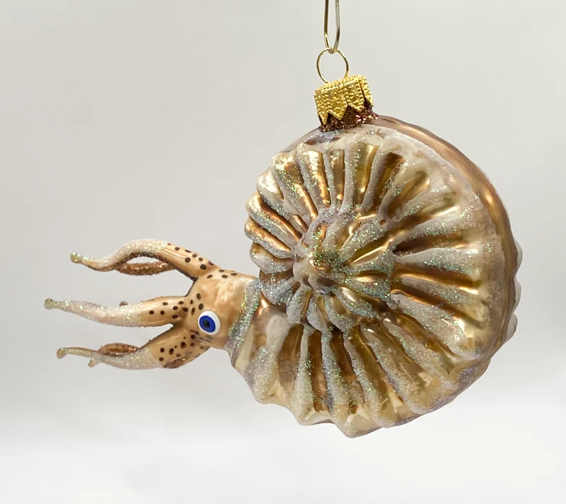 Grosser Nautilus
