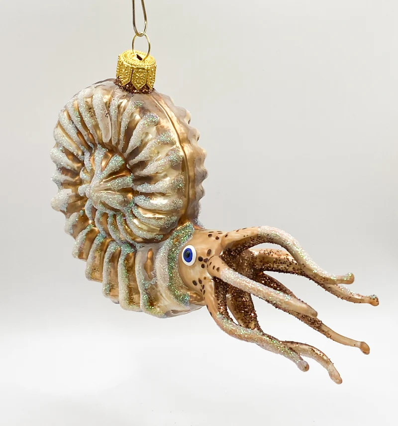 Grosser Nautilus