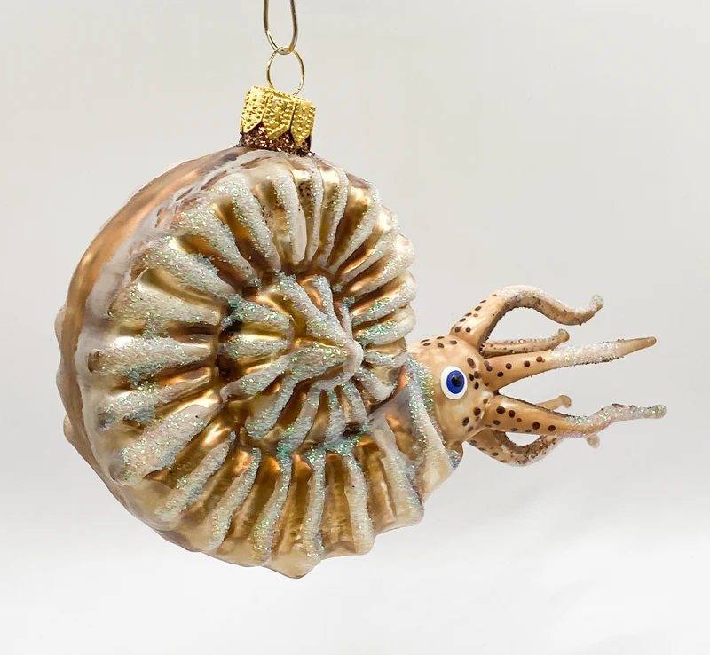 Grosser Nautilus
