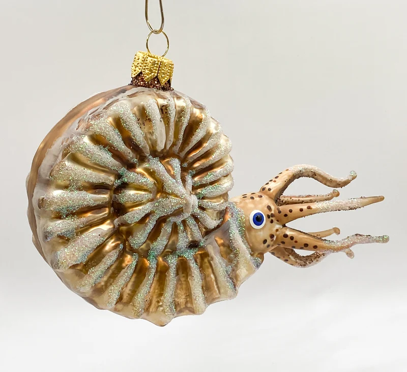 Grosser Nautilus