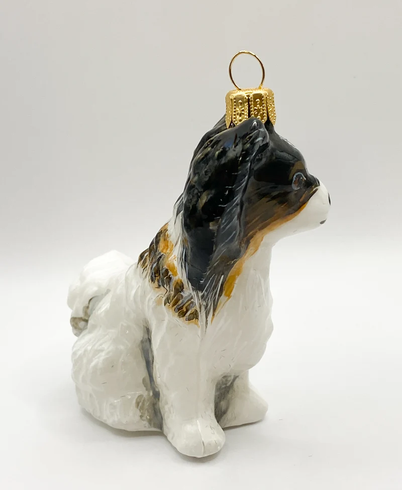Papillon Hund KOMOZJA MOSTOWSKI