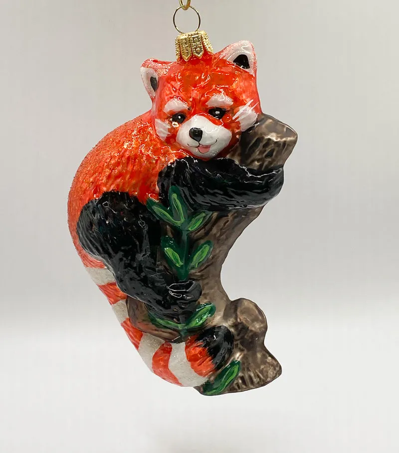 Roter Panda