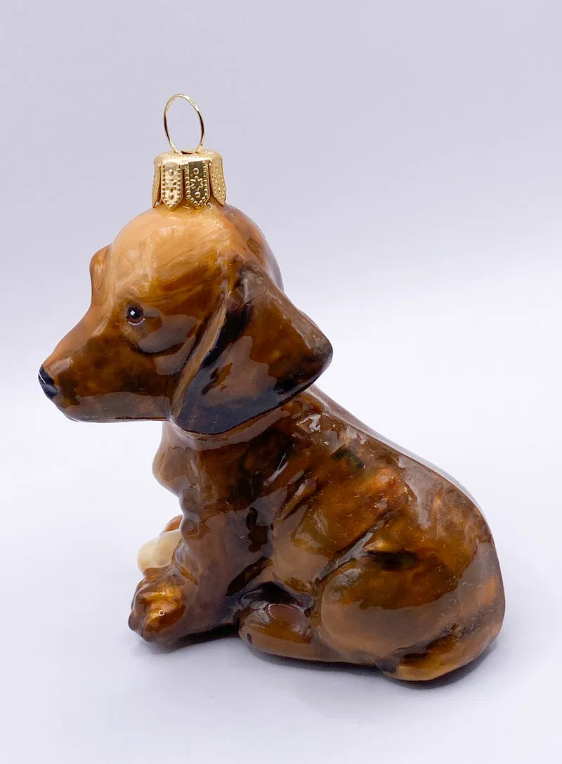 Hellbrauner Dackel, Dachshund, KOMOZJA MOSTOWSKI
