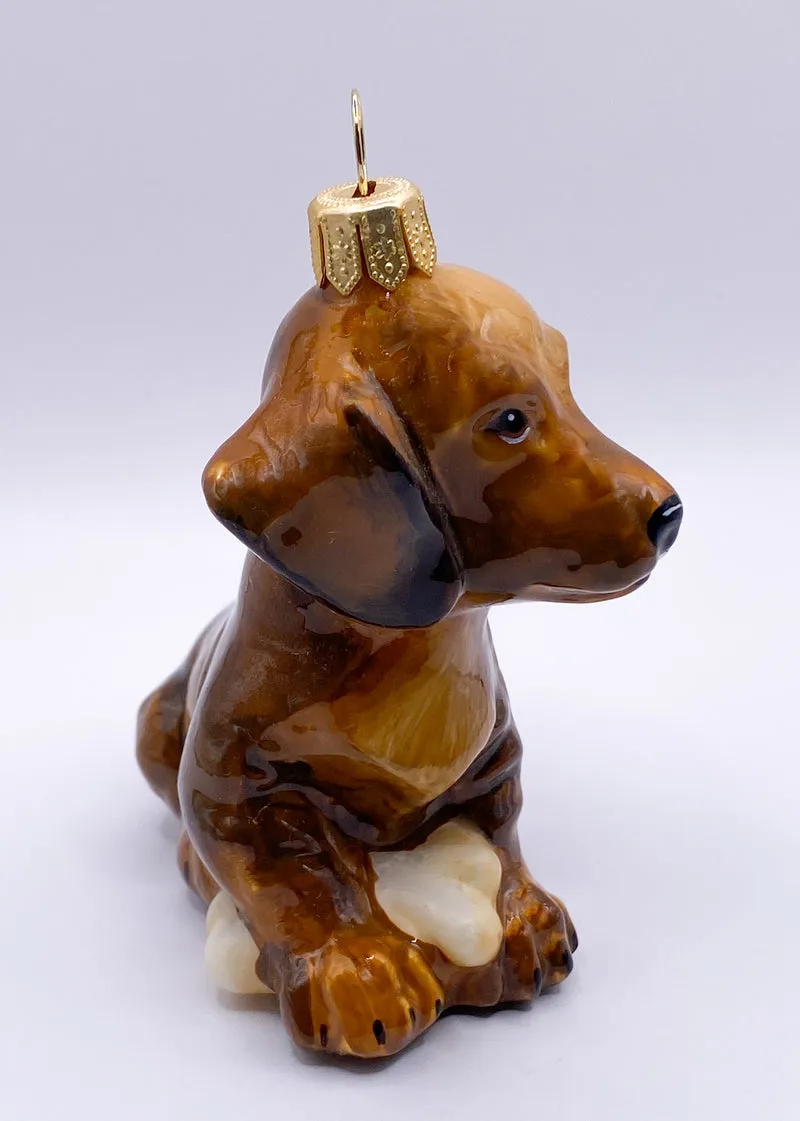 Hellbrauner Dackel, Dachshund, KOMOZJA MOSTOWSKI