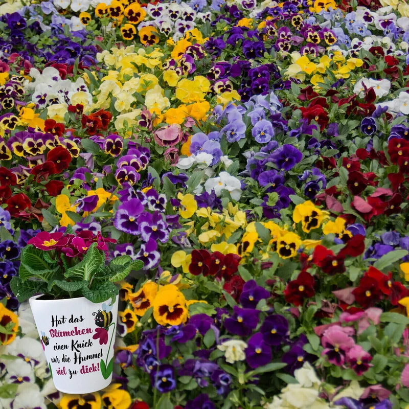 Hat das Blümchen einen Knick Blumentopf aus Keramik